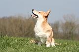 CORGI PEMBROKE 1280